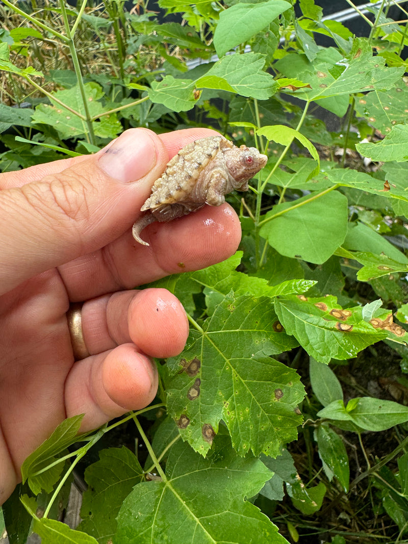 Albino Florida Snapping Turtle 2024