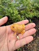 Mutant  Pacman Frog