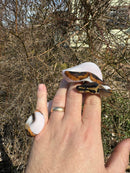 Hi White Pied Ball Python Female