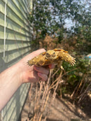 HI White Pancake Tortoise Adult Female