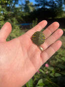 Yellow Flame Baby Florida Red Bellied Turtle