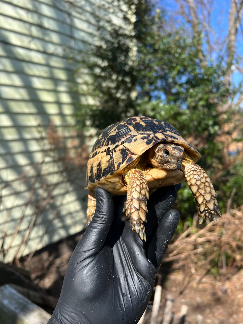 Libyan Greek Tortoise Adult Female