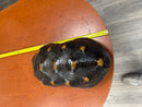 Barbados Red Foot Tortoise Adult Male
