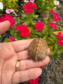 Hi Orange Vietnamese Black Breasted Leaf Turtle Baby