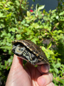 Balkan Pond Turtle Adult Male