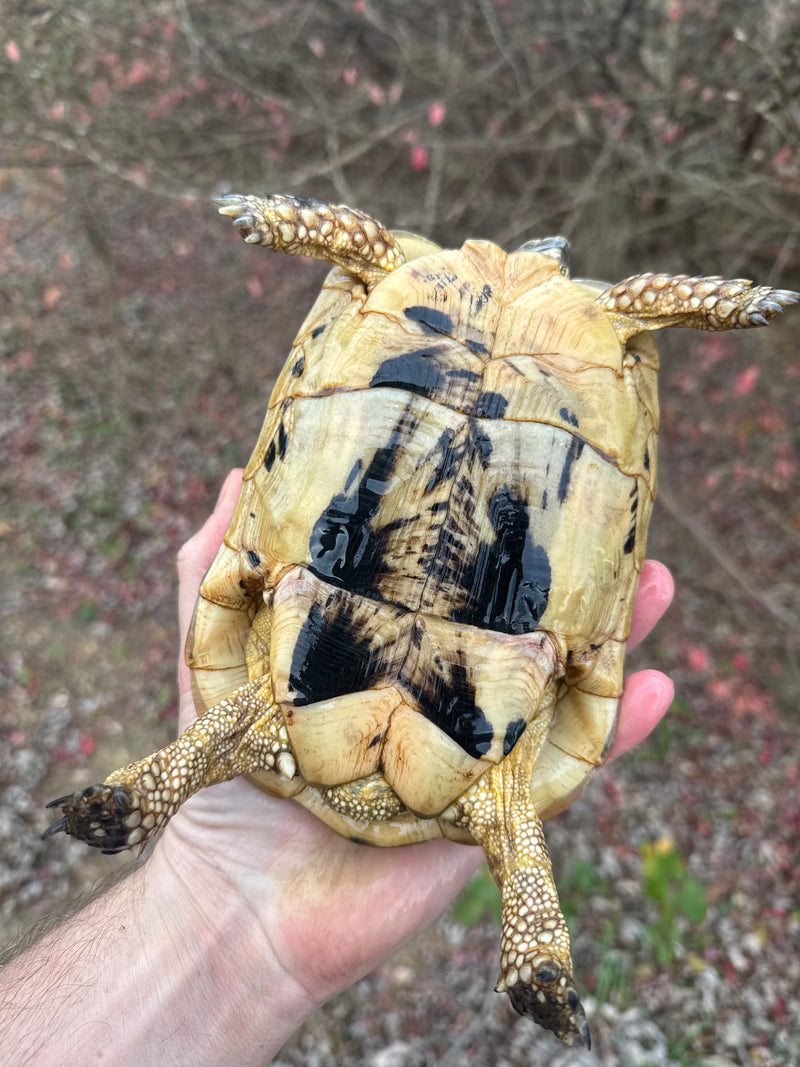 Libyan Greek Tortoise Adult Female