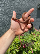 Red Salt Marsh Water Snake Adult Male