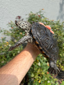 Concentric Diamondback Terrapin Adult Female