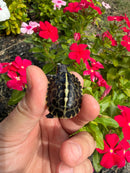 HI YELLOW Florida Box Turtle