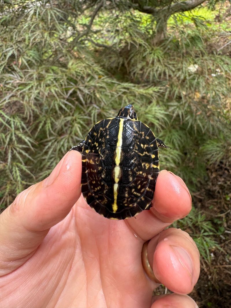 HI YELLOW Florida Box Turtle Baby 2024