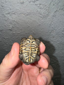 Hi White Concentric Diamondback Terrapin 2024
