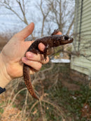 Coastal Giant Salamander CB Adult Females (Dicamptodon tenebrosus)