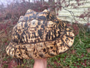 South African Giant Leopard Tortoise Adult Female