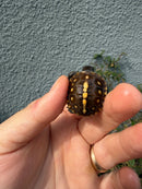 Hi Color Eastern Box Turtle Baby