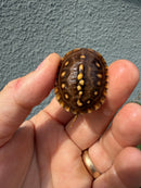 Hi Color Eastern Box Turtle Baby