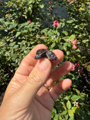 Siamese Common Musk Turtle Babies