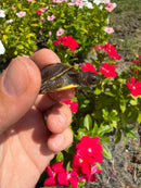 Hi Color Yellow Baby Eastern Box Turtle