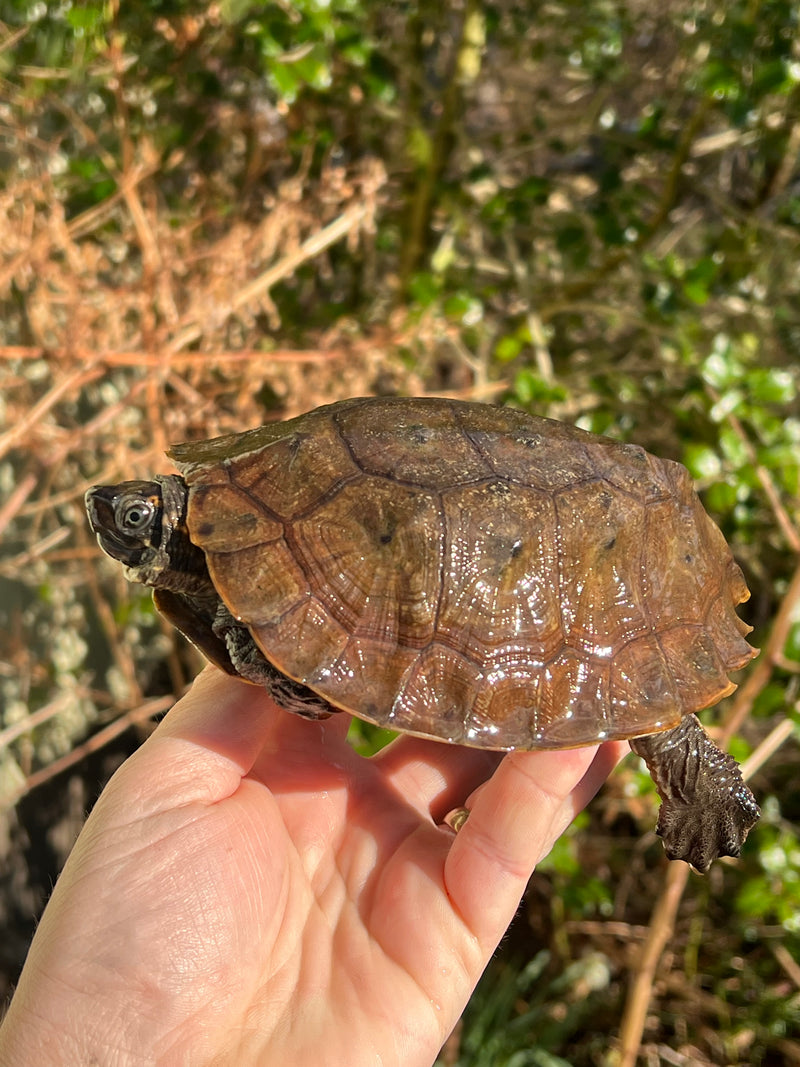 Flat Shell Turtle Juvenile Female