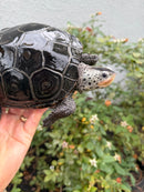 Adult Mississippi Diamondback Terrapin Female