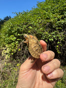 Golden Coin Box Turtle 2025