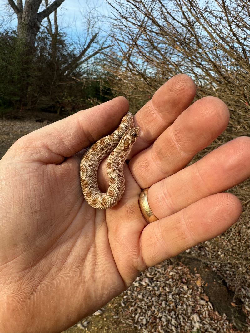 Anaconda Western Hognose Snake Female