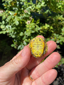 Mitch Clown Red Eared Slider Turtle