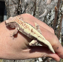 Frappucino Crested Gecko Juvenile