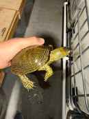 Sicilian Pond Turtle Adult Pair