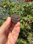 Alligator Snapping Turtle X Florida Snapping Turtle