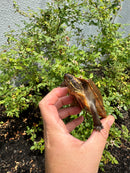 Flat Shell Turtle Juvenile Female 2025
