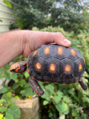 Colombian Clownface Redfoot Tortoise 2021
