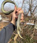 Vietnamese Blue Beauty Adult Male