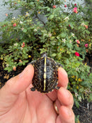 HI YELLOW Florida Box Turtle