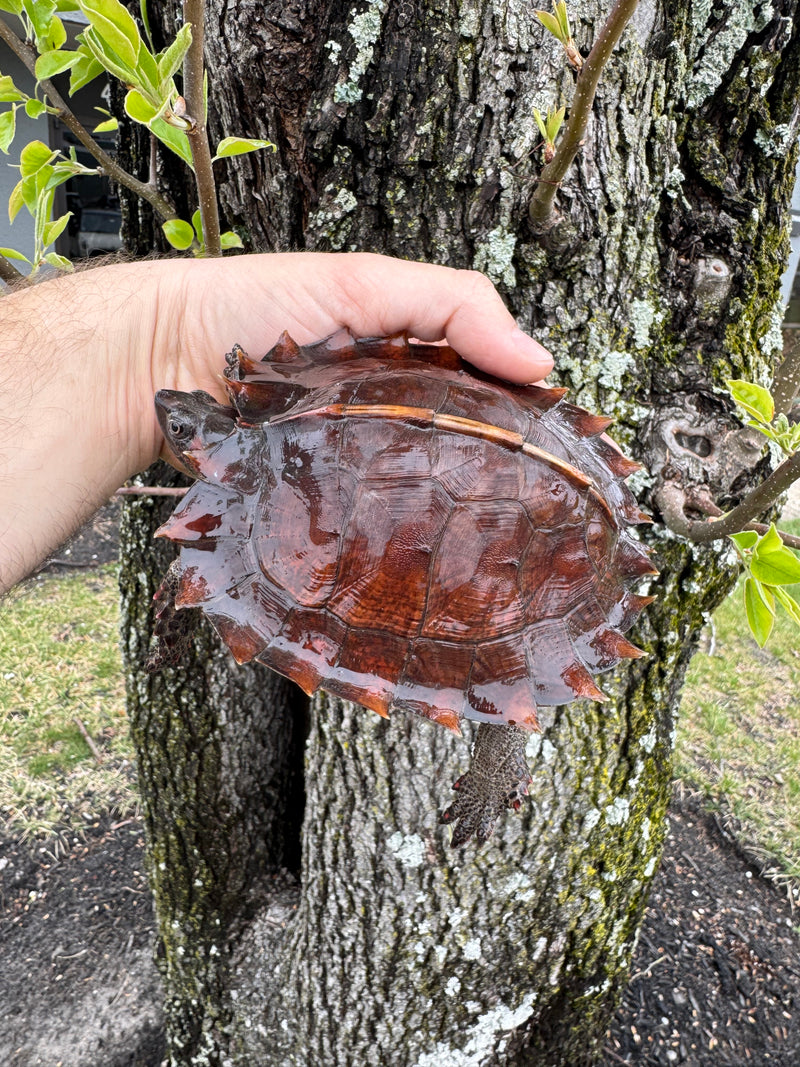 Spiny Hill Turtles For Sale | American Reptile Distributors