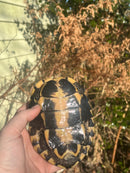 Malayan Snail-eating Turtle Adult Male