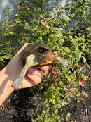 Red Cheeked Mud Turtle Adult Trio