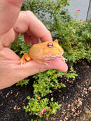 Mutant  Pacman Frog