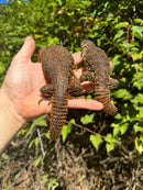 Red Niger Uromastyx Adult Pair