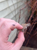 Texas Map Turtle Baby (Graptemus versa)