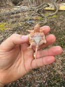 Baby Albino Common Snapping Turtle Female