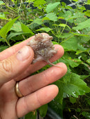 Albino Florida Snapping Turtle 2024