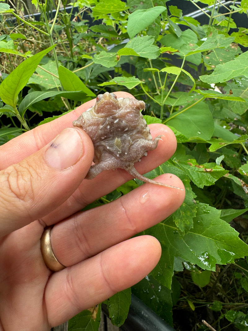 Albino Florida Snapping Turtle 2024