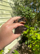 Loggerhead Musk Turtle Adult Pair