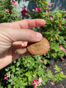 Hypo Peach Geoffroy's Sideneck Turtle