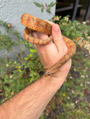 Red Salt Marsh Water Snake Adult Female