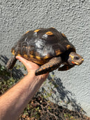 Barbados Red Foot Tortoise Adult Female