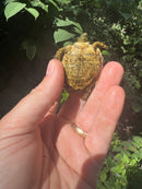 Pancake Tortoise Baby