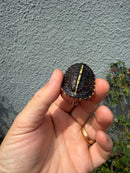 HI YELLOW Florida Box Turtle