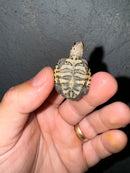 Hi White Concentric Diamondback Terrapin 2024