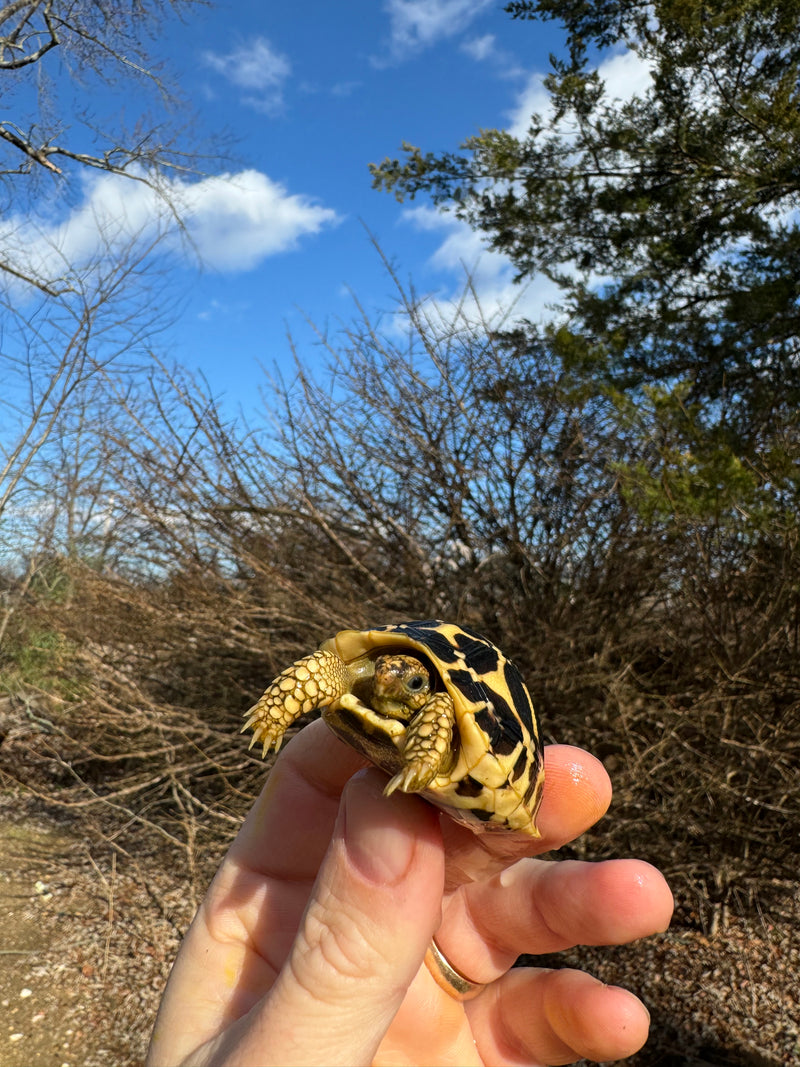 Sri Lankan Star Tortoise 2024